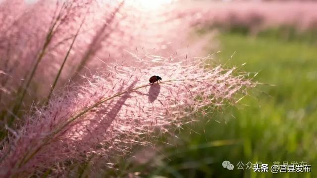 莒县有片刷爆朋友圈的粉色花海，在哪？