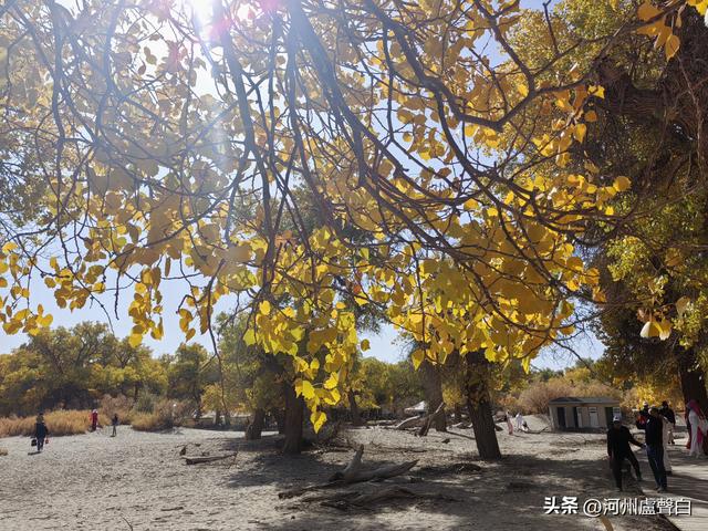额济纳旗胡杨林
