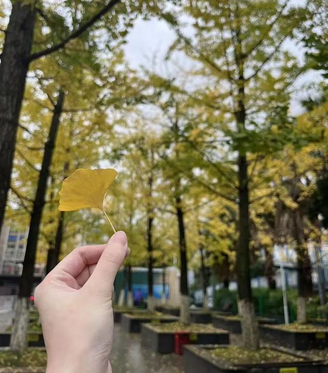 银杏拍照指南！10个出片宝藏地+3个手工教程，手把手教你出片！