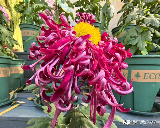 趵突菊韵 锦绣泉城