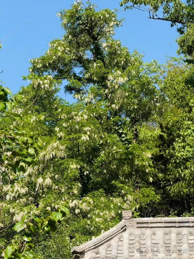 泰山中天门：春末夏初的绮梦之境