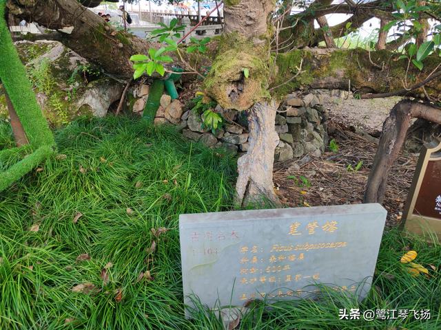 2025国庆第三天温州游：（一）江心屿