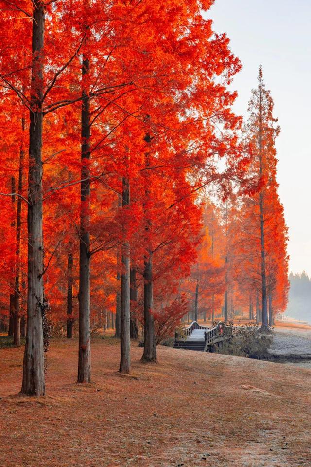 “最美风景在路上·沿海风景线·水杉红了”自驾游主题文旅系列活动启动