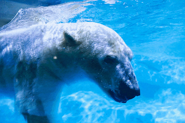 【乐游烟台】紧急通知！在烟台挖到春节王炸小城→