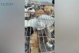贵州贵阳全城接力救助491只猫，31只猫崽降生，官方发布认领公告图片