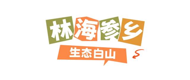 十一假期,乘着高铁游白山!