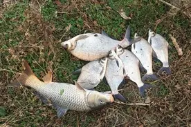 钓鱼技巧：关于调漂的灵与钝，看这篇内容就够了图片