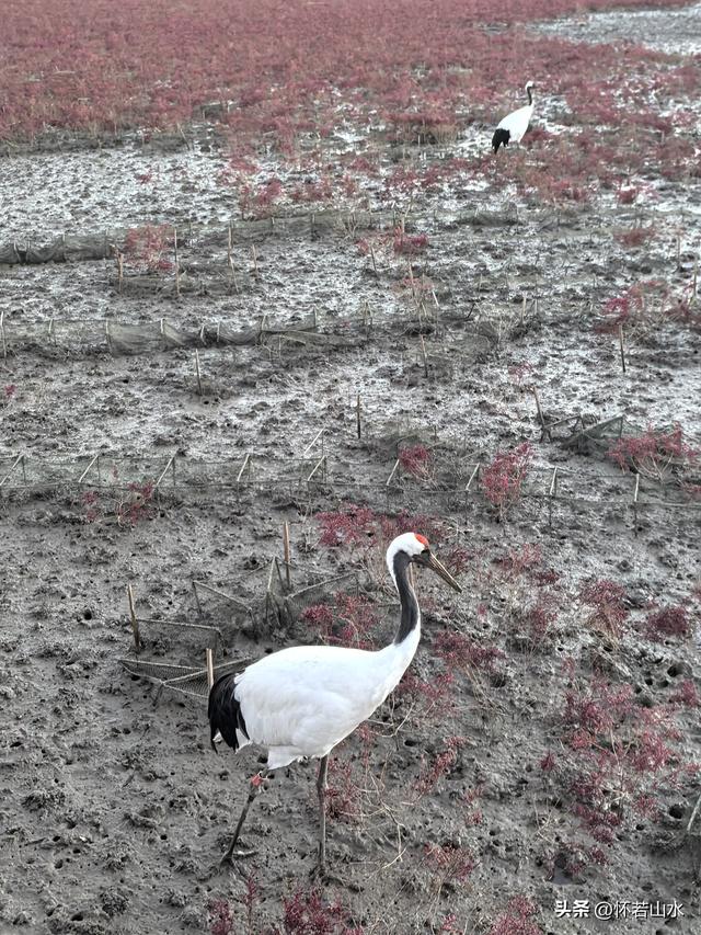 2025辽宁赏秋之旅日记(5)——从本溪前往盘锦 游览红海滩景观