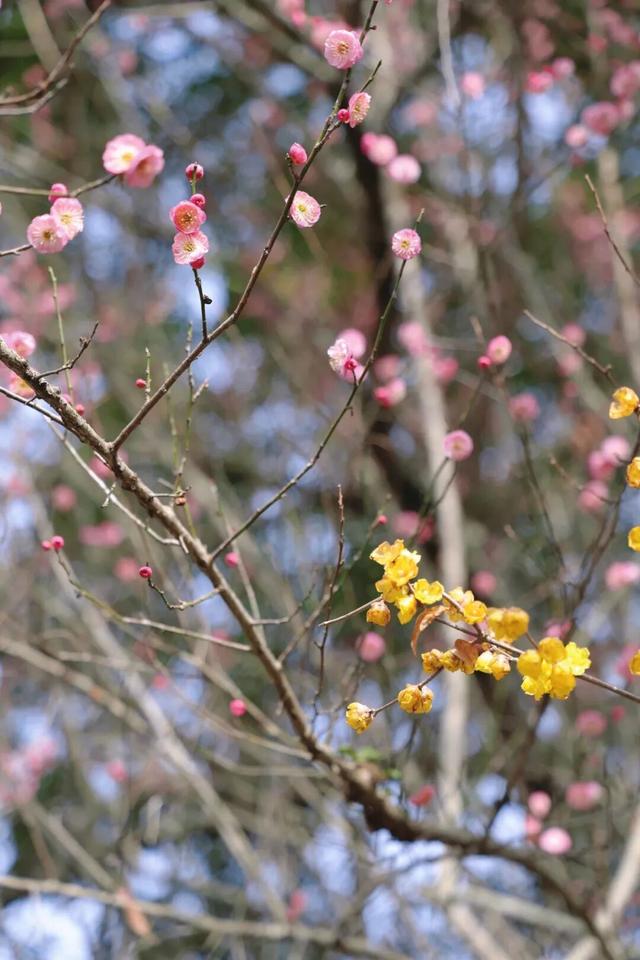 观音寺，太出片了！