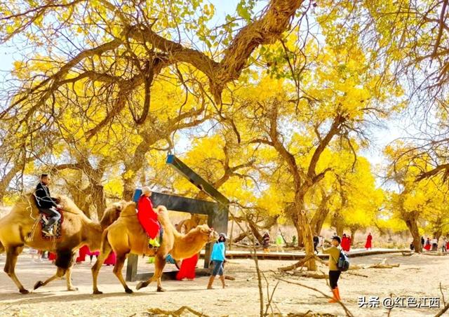 三千年的守望，赴一场大漠金辉之约