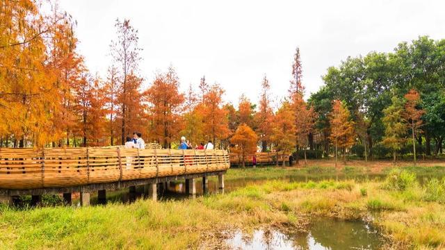 莲花山落羽杉，红了！