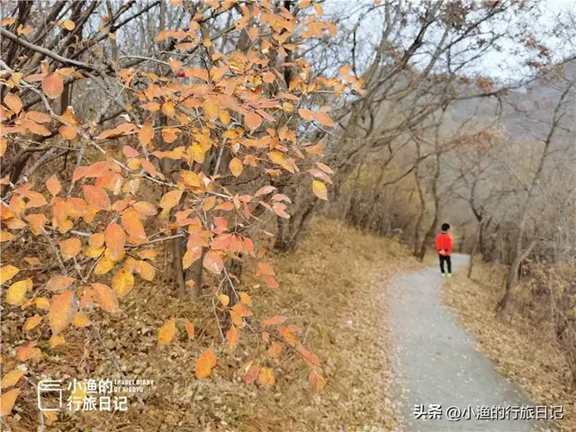 西安自驾2H，超惊艳赏秋路线推荐！红叶进入爆发期，路好景美人少