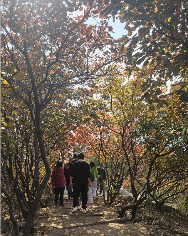 京郊红叶顶流已上线，这里已经美到窒息！避堵攻略速藏！