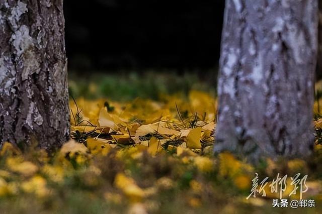 龙湖公园银杏染秋 定格深秋童话景致