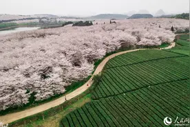 贵安樱花园，坐公交就能去！开通时间来了图片