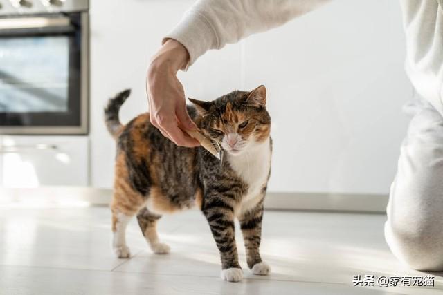猫咪互动游戏大放送