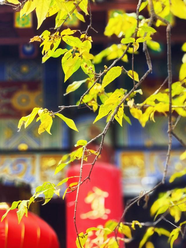 泰山王母池蜡梅初绽 花叶同枝尽显冬日诗意