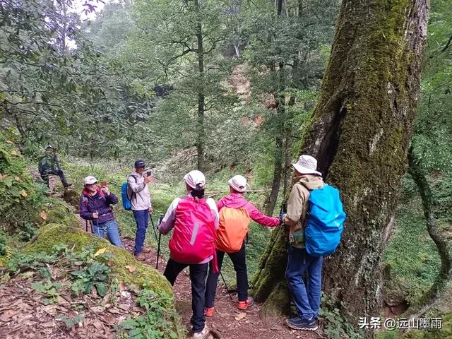 徒步武定香水箐，赏野草香飘、听溪流淙淙，徜徉绿水青山中，惬意