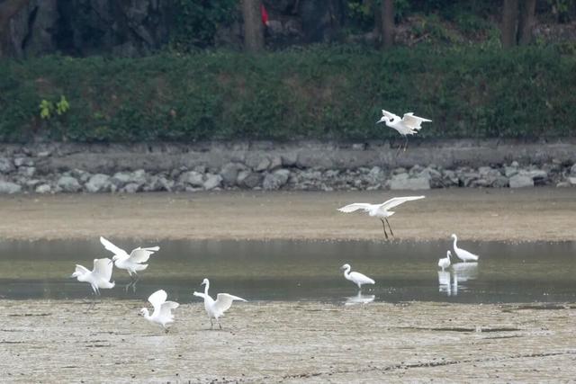 万鸟归巢的胜景，在肇庆也能看到！