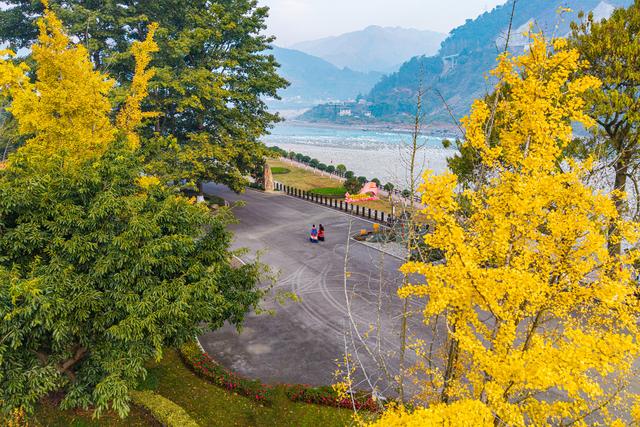 四川石棉县安顺场：古镇冬来银杏黄