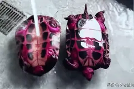 广西南宁一女子喂乌龟火龙果，第2天竟获炫彩神龟，为何会变色？图片