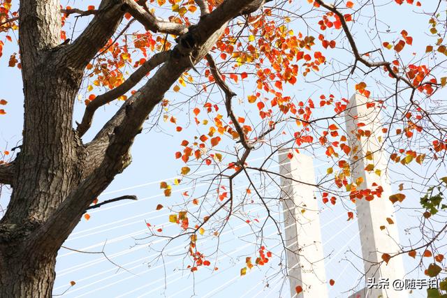 上海：闵行“小外滩”的乌桕“换妆”秋意浓错过成“遗憾”