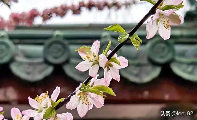 细赏王府系列之—雨中协和(49)《13》