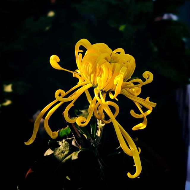 武汉动物园金秋菊展集锦