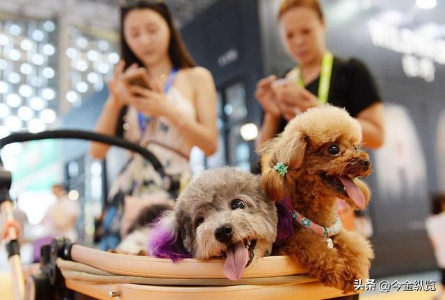 烤肉店禁狗，自助餐却爆火？宠物经济狂飙，人性的“情感代偿”！