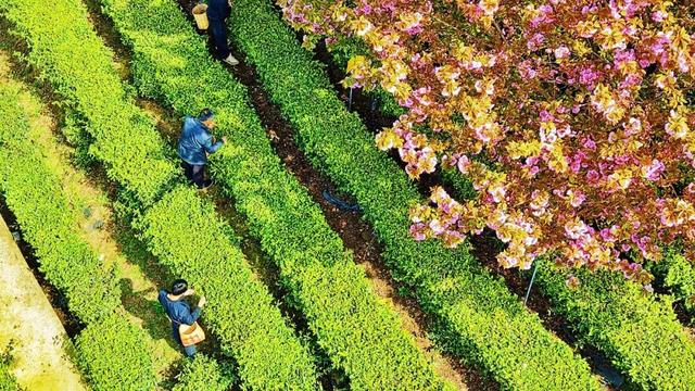 万源：赴春日之约，赏茶绿樱红