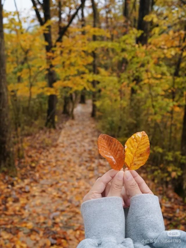 谁说秋日只有红？来龙头山，感受五彩鲜活的秋~