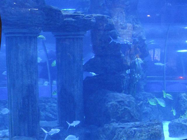 在兰州，极地海洋世界，看美人鱼🧜🏻‍♀️表演