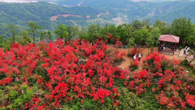 春日盛景再现！经开万株映山红漫山盛放