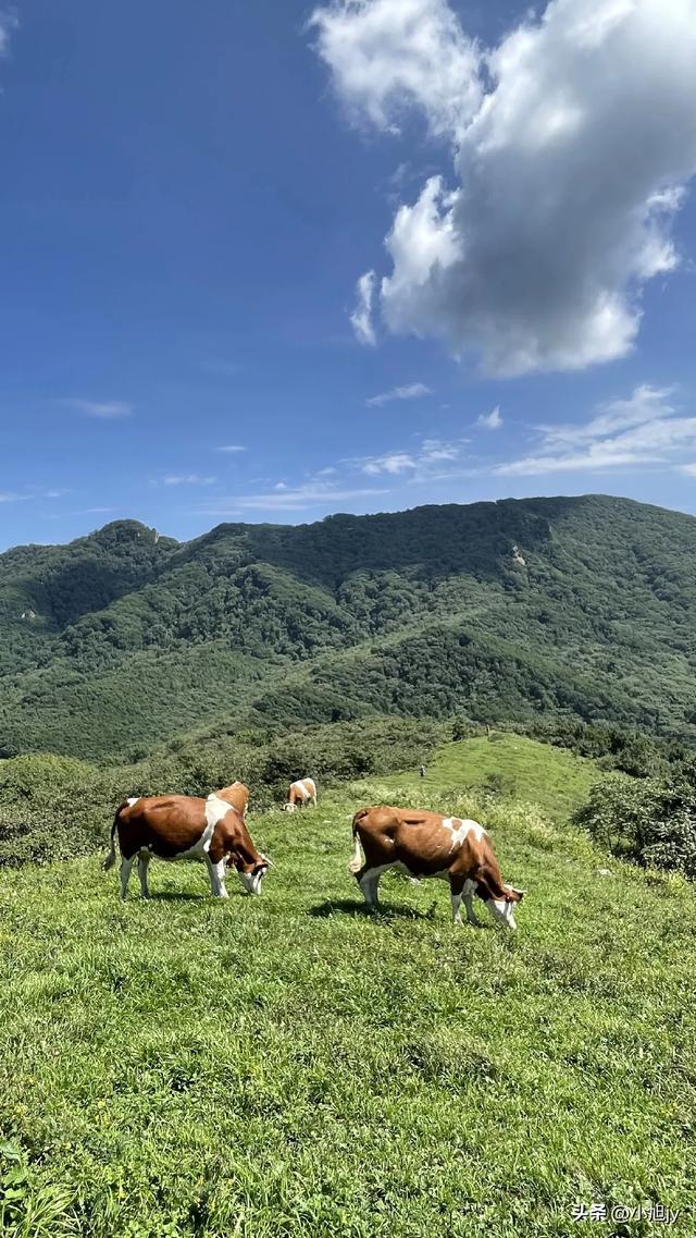 两次本溪南岭徒步记｜高山草甸，湖池松林，我被南岭种草