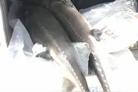 临沂暴雨后鲟鱼惊现！抢鱼大战掀起捕鱼狂潮，一米多长鱼壮观登场图片