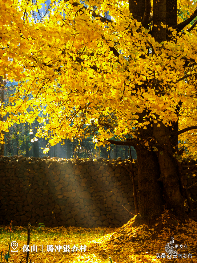 壁纸上新！云南银杏树集体换上绝美金装