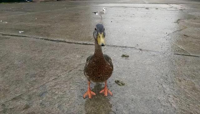 真的想问：下雨天的时候，鸟都在干什么呢？