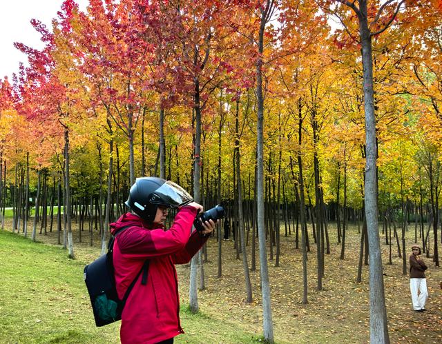 一眼沦陷！快去这片枫林秘境打卡最美秋天