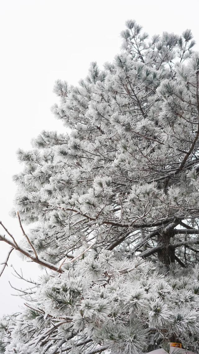 明月山下雪啦→1月20日雾凇、雪景、山岚如约而至！