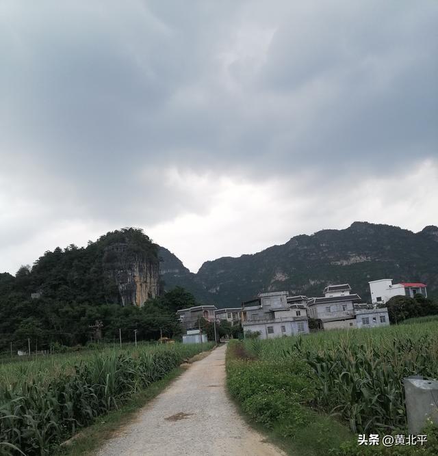 广西崇左市大新县边境线上的小圩，千年枯树能否成为热门打卡地
