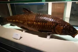 湖北两条巨无霸青鱼总重330斤，鱼肉6元一斤，鱼石的价格令人意外图片