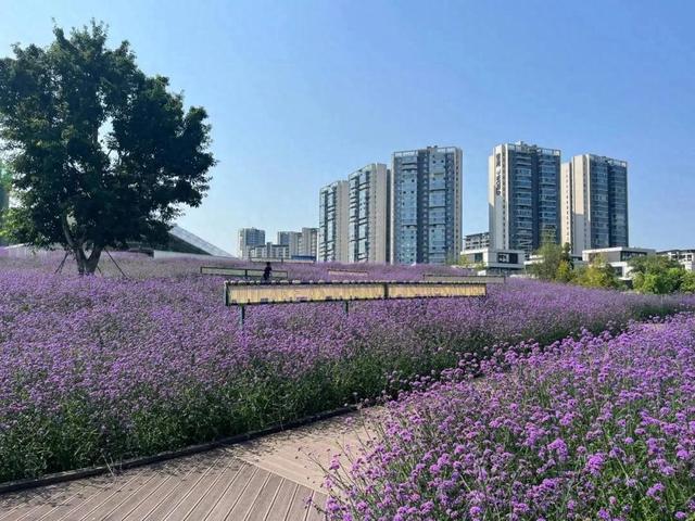 二次盛放！成都温江区：这片紫色花海点亮盛夏浪漫→
