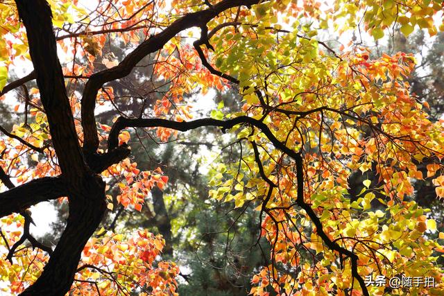 秋色绚烂，上海闵行红园乌桕色彩斑斓梦幻如画