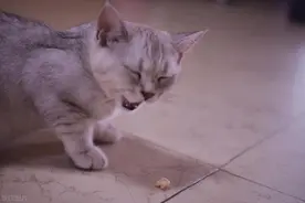 猫瘟紧急处理！不吃不喝5步急救法，关键时刻能救命图片