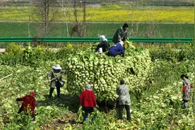 华容团洲垸：沃野逐梦绘新景 春耕备耕正当时图片
