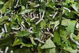 养蚕不踩坑！保姆级指南让蚕宝宝0死亡｜新手必看秘籍图片