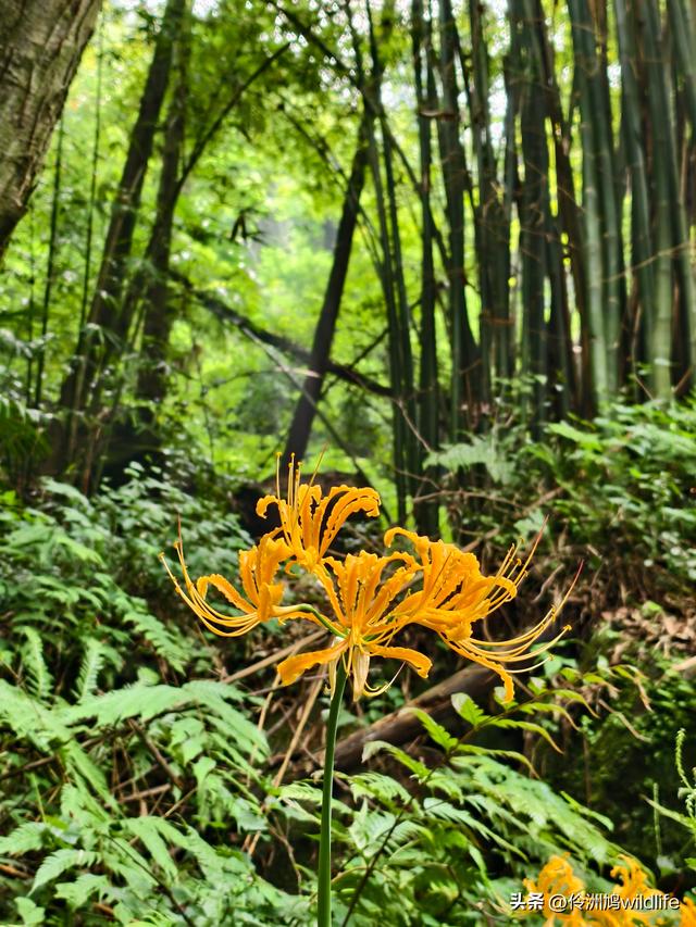 成都徒步（69）·彭州篇⑯法藏寺环线（桥断未走通）