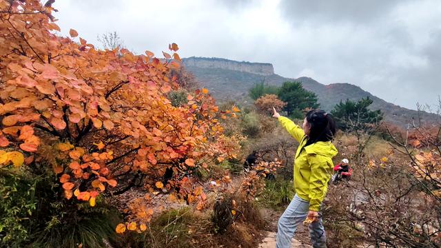 雾锁风挡山，红叶引客来
