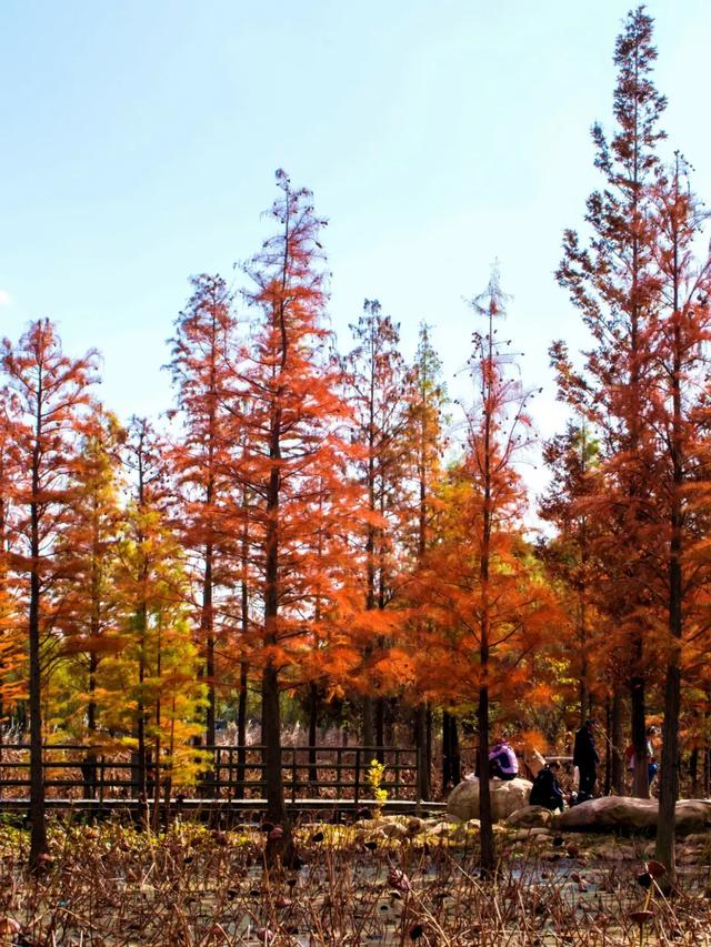 烟台秋日绝色盛宴筹备中,走!寻秋去!