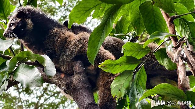每日一景|西双版纳野象谷风景区